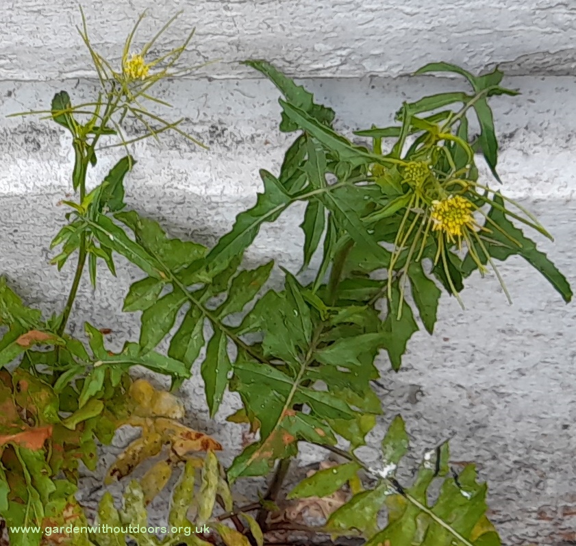 london rocket sisymbrium irio