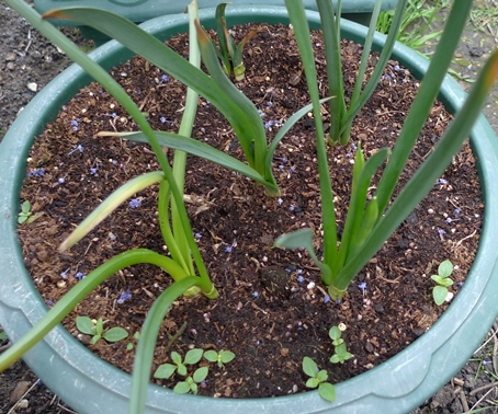 narcissus green eyes