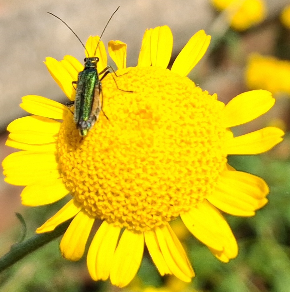 oedemera nobilis thick-legged flower beetle swollen thighed beetle female