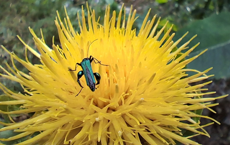 oedemera nobilis thick-legged flower beetle swollen thighed beetle male