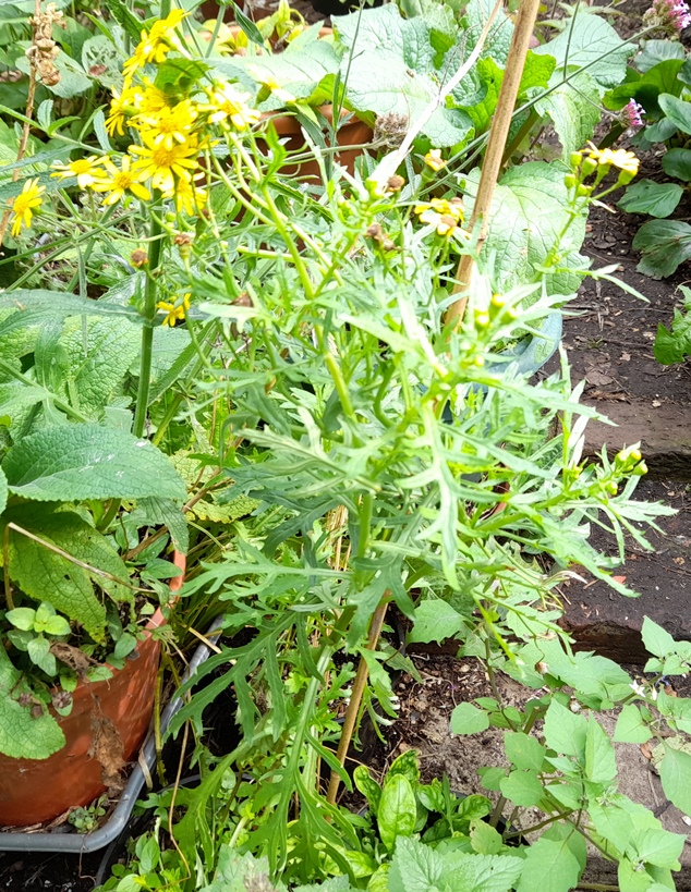 oxford ragwort