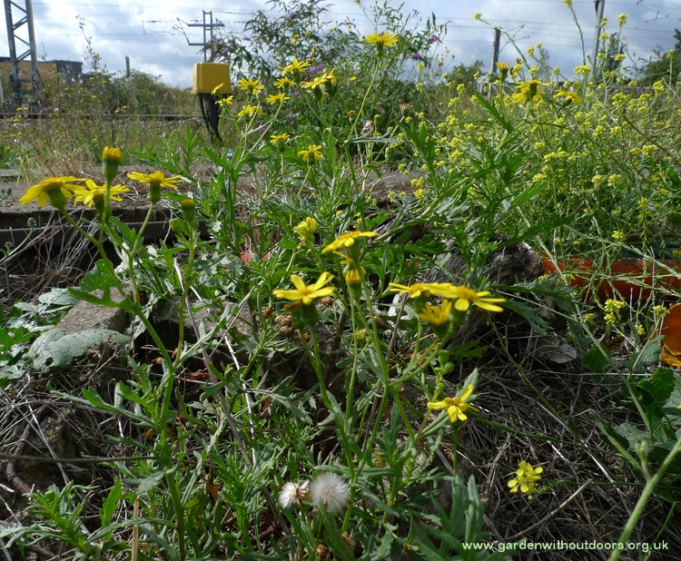 Oxford ragwort