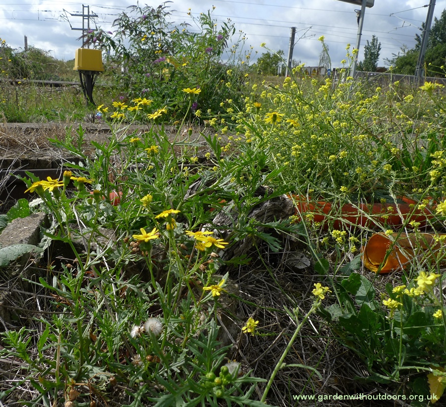 oxford ragwort railway line