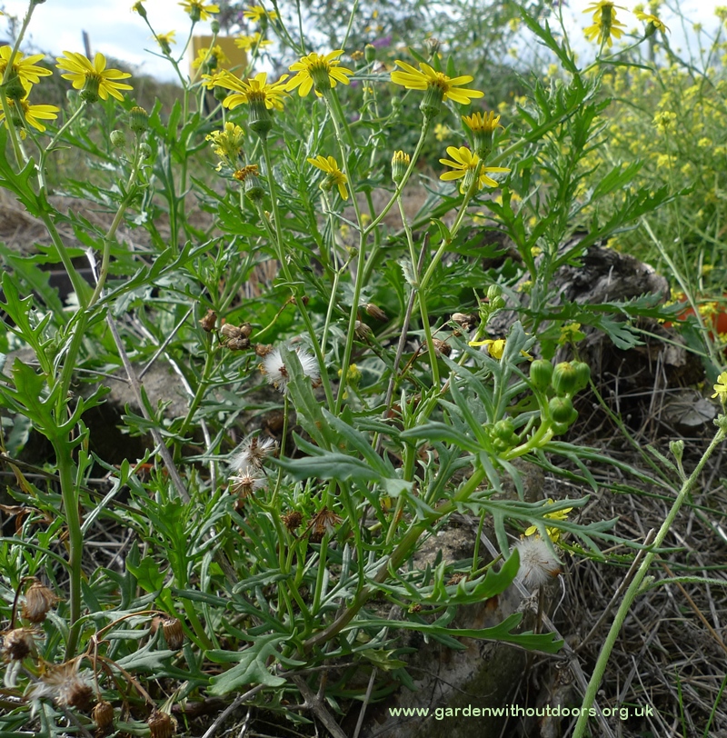 Oxford ragwort