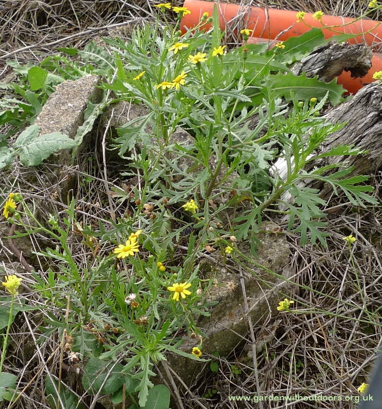 Oxford ragwort along railway line
