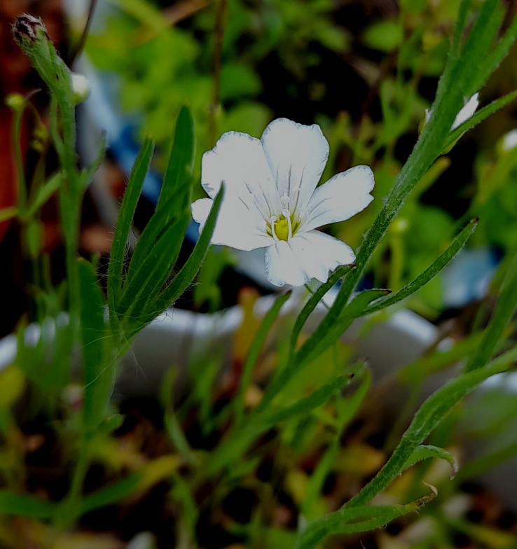 petrorhagia saxifraga