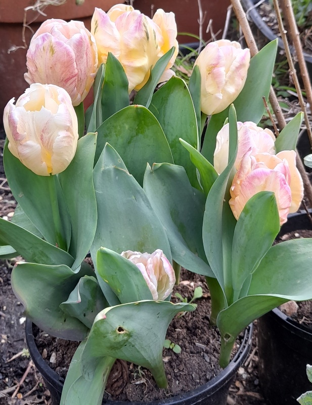 Pink Parrot tulip