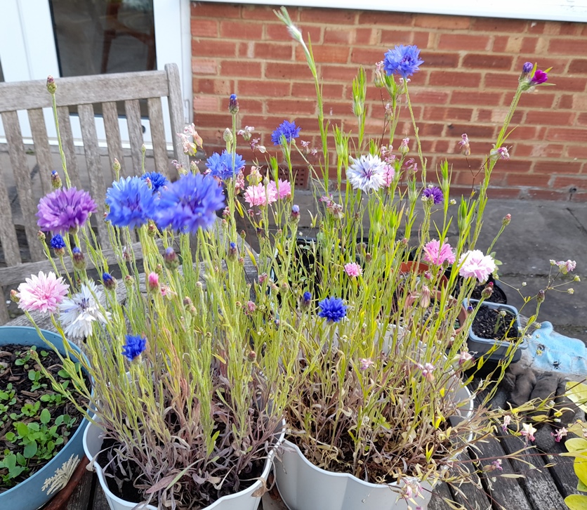 cornflowers M+S Pollinator Flowers