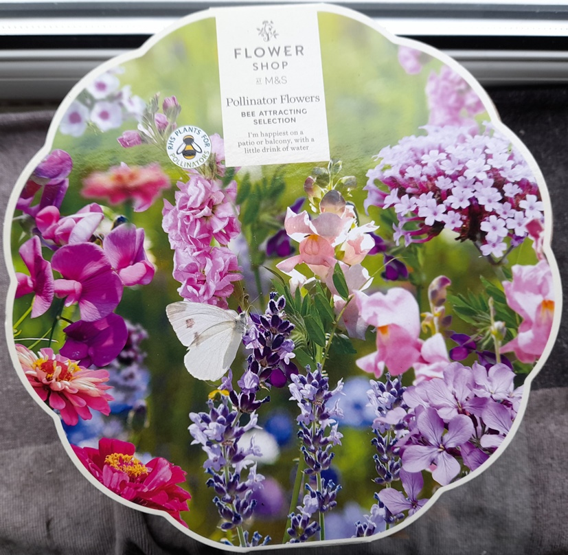 M+S Flower Shop Pollinator Flowers Bee Attracting Mix