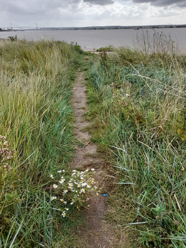 Dartford Crossing from Rainham Marshes