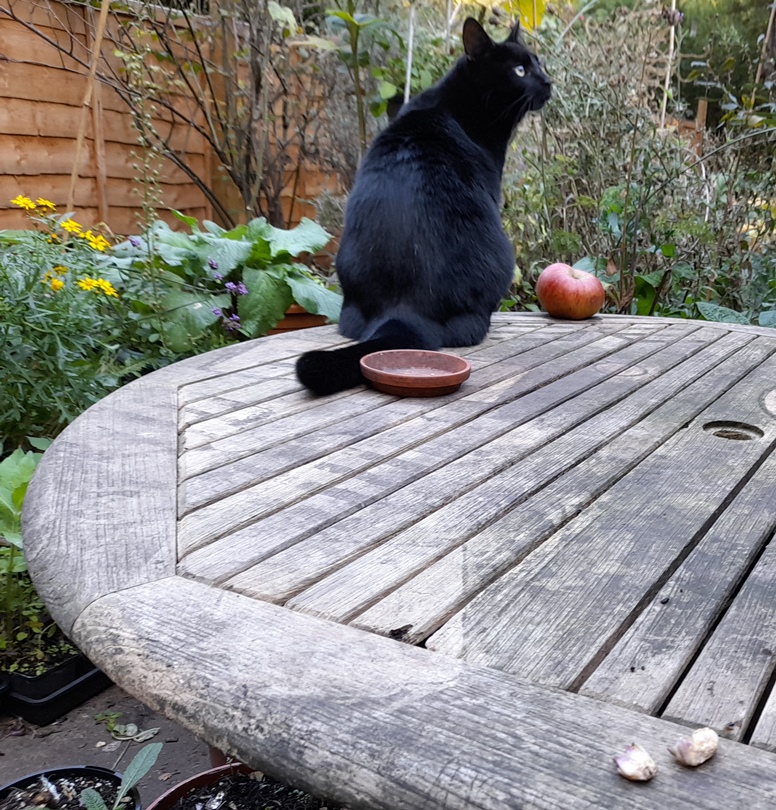 rocky Oxford ragwort