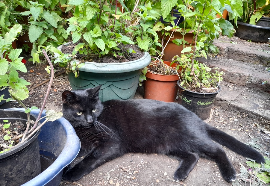 Rocky and nepeta cataria