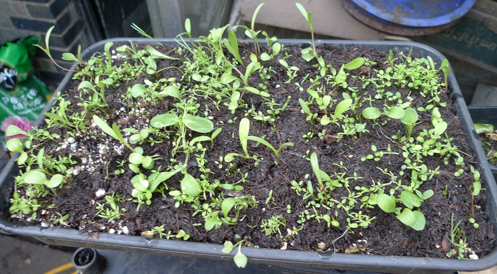 sainsburys bee seedlings