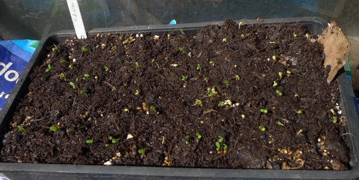 Sainsbury's edible flower garden