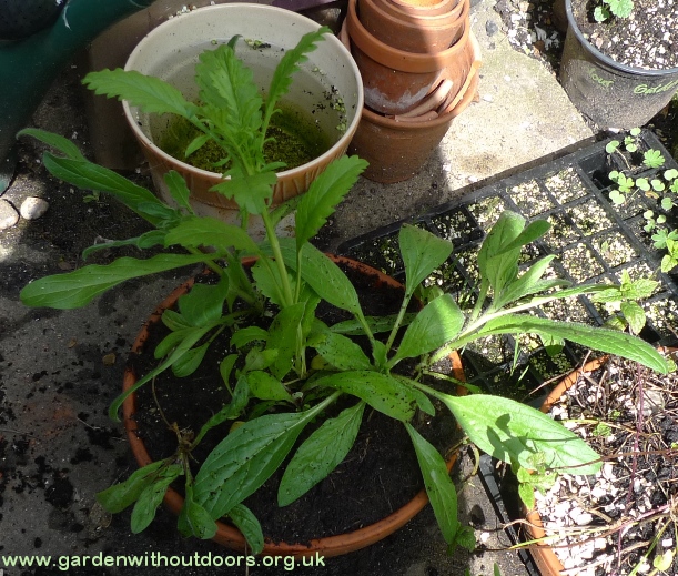 scabious echium Blue Bedder