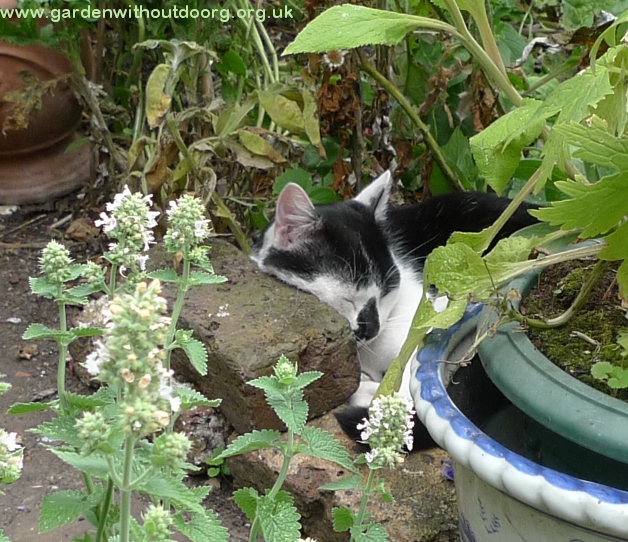 cat and nepeta