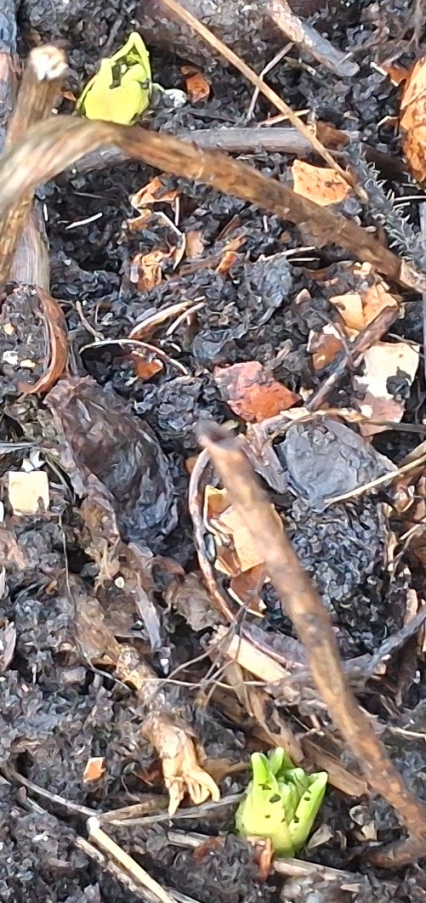 scilla hyacinthoides shoots