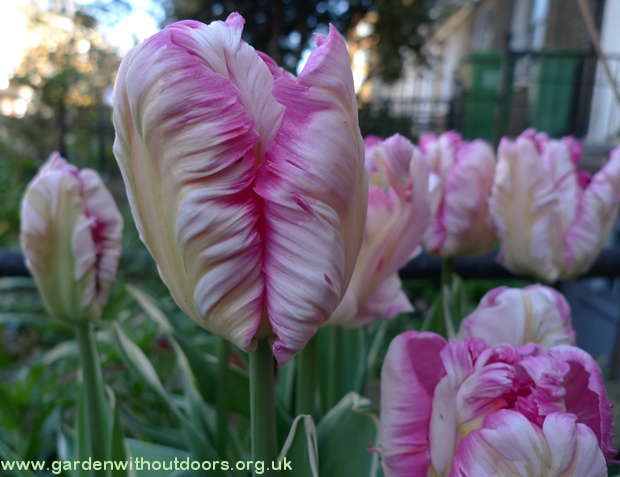 Silver Parrot tulips