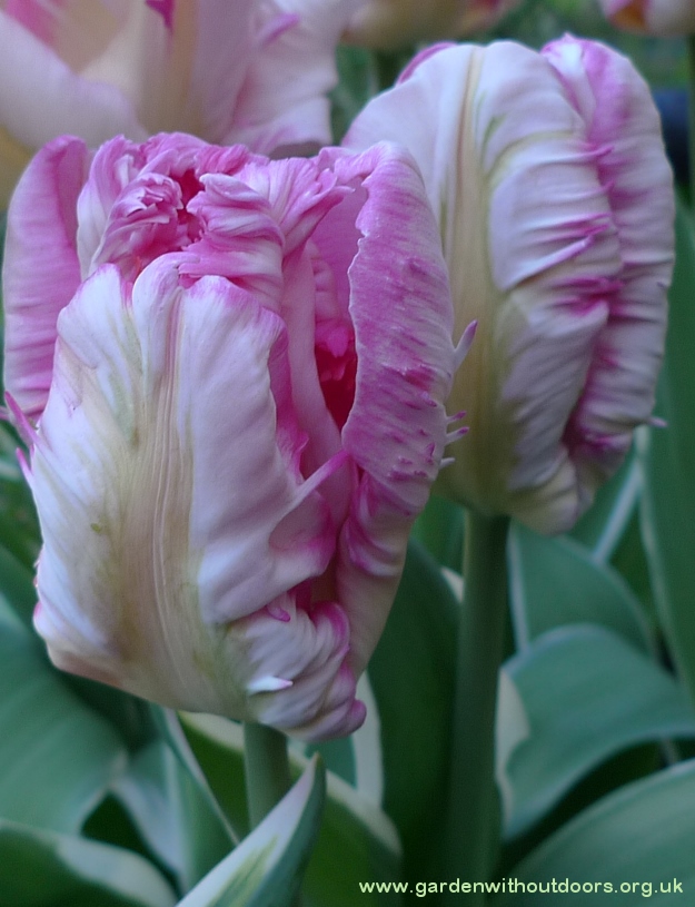 Silver Parrot tulips