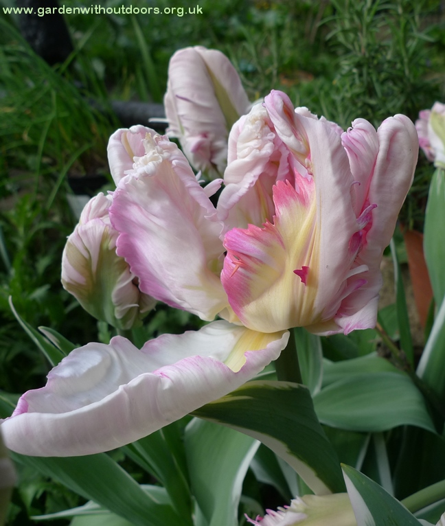 Silver Parrot tulips