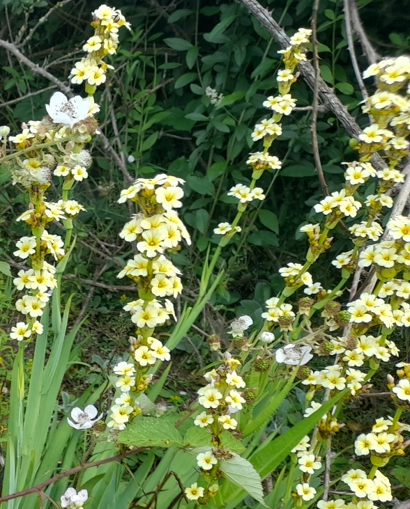 sisyrinchium striatum