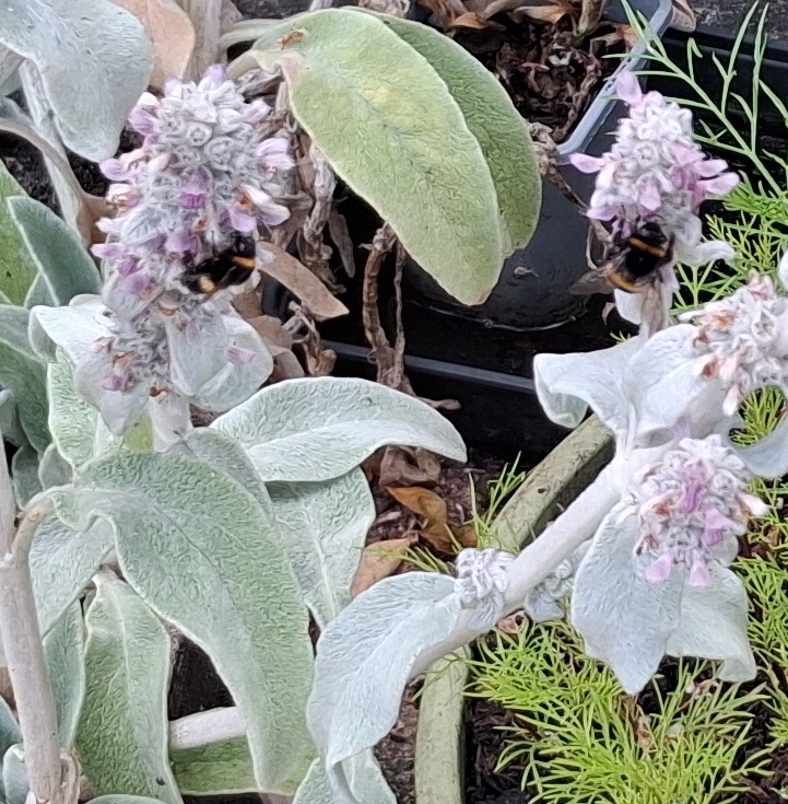 stachys byzantina lambs ear