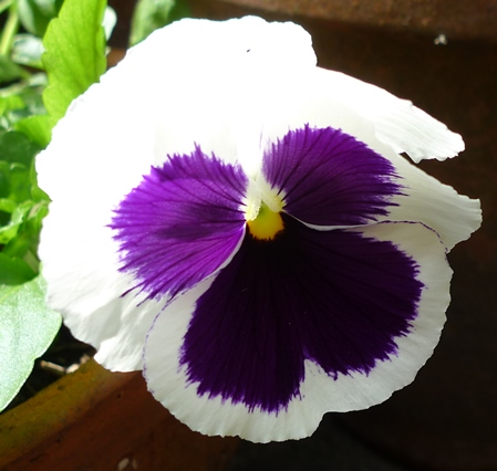 Tasty Pansy flower