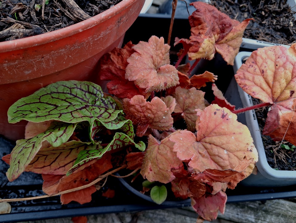 tellima grandiflors rubra