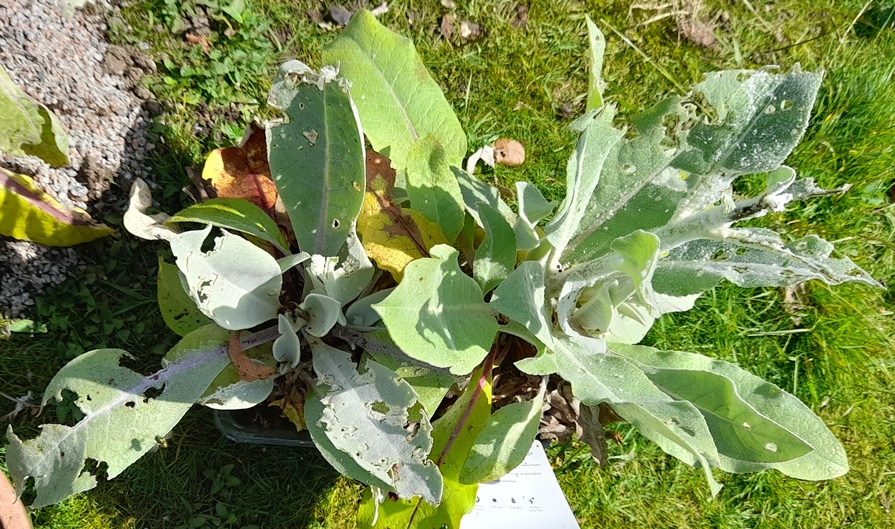 verbascum arctic summer