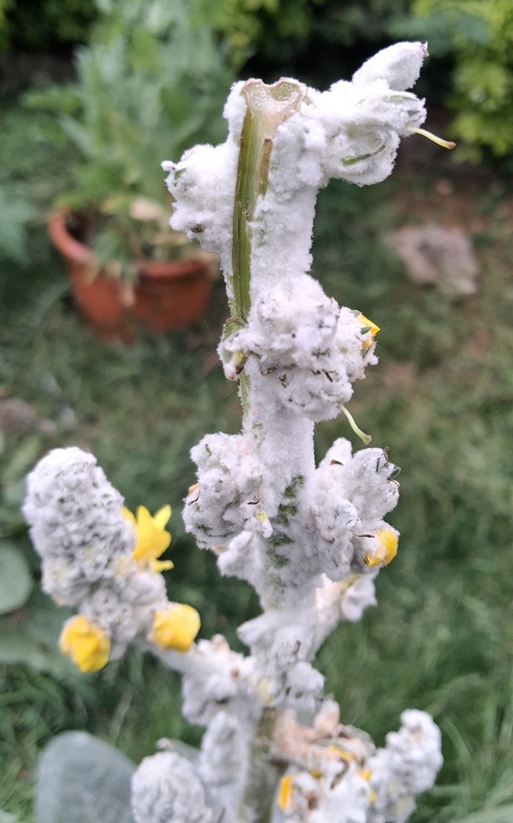 verbascum arctic summer