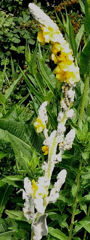 verbascum arctic summer