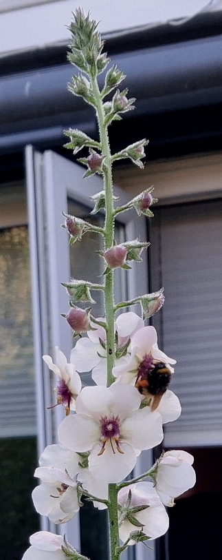verbascum blattaria with bee