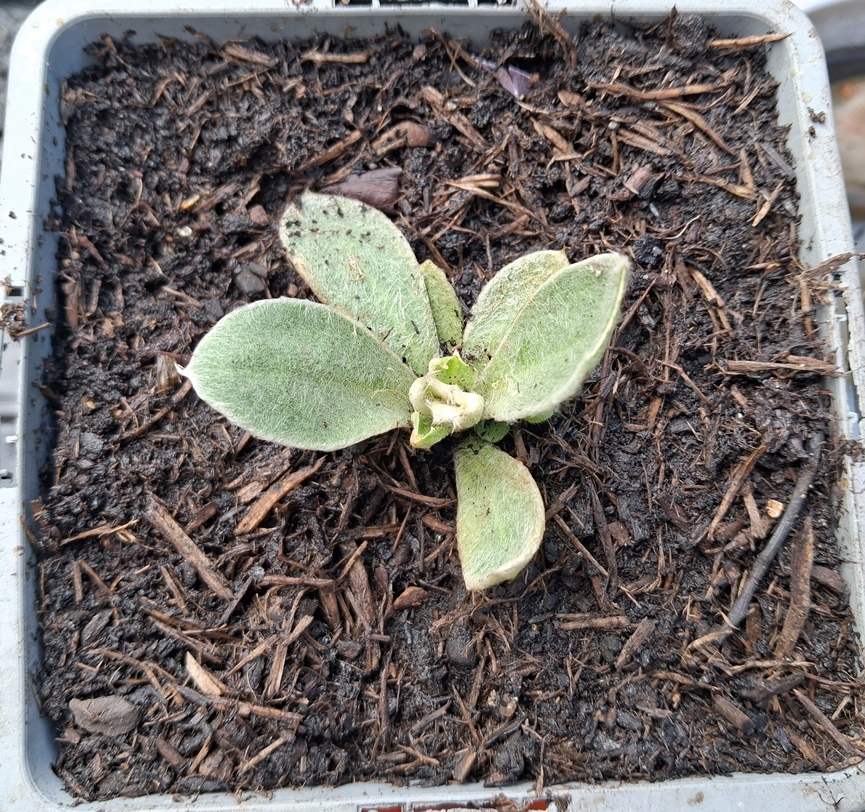 verbascum thapsus seedling