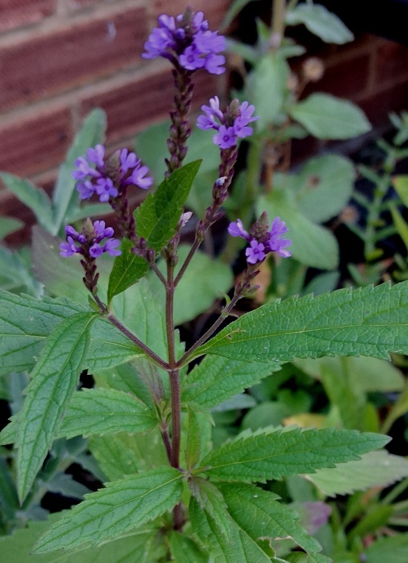 verbena hastata