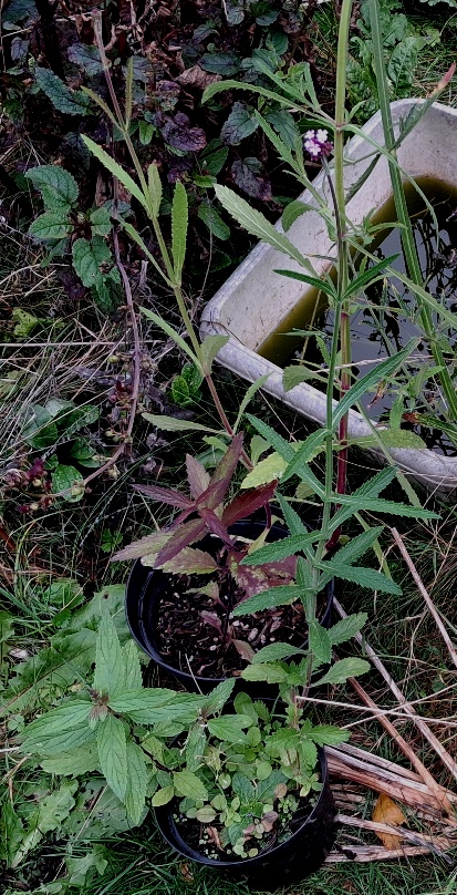 verbena hastata verbena bonariensis