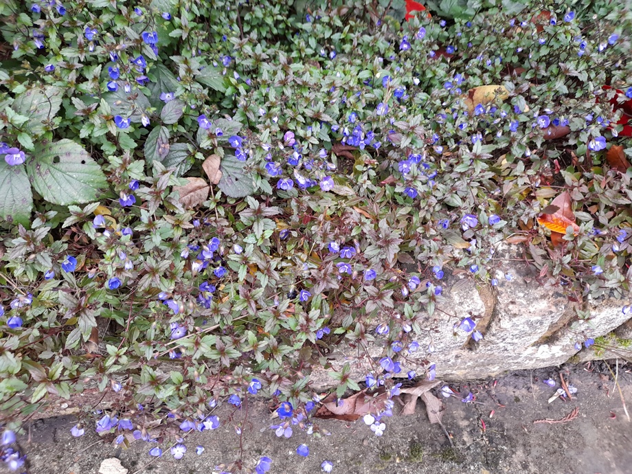 Veronica peduncularis