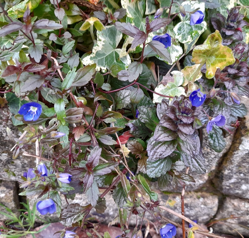 Veronica peduncularis