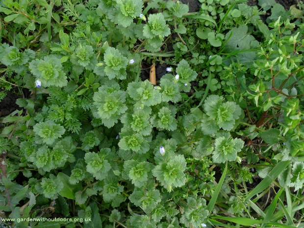 common field-speedwell