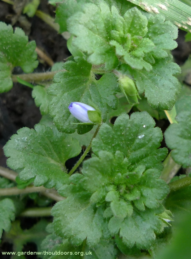 common field speedwell