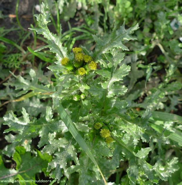groundsel