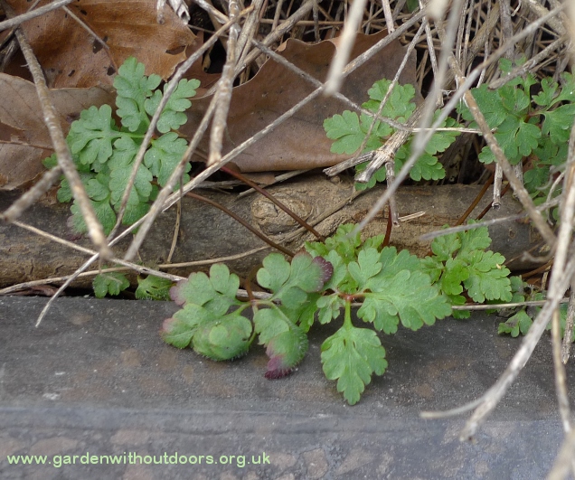 herb robert