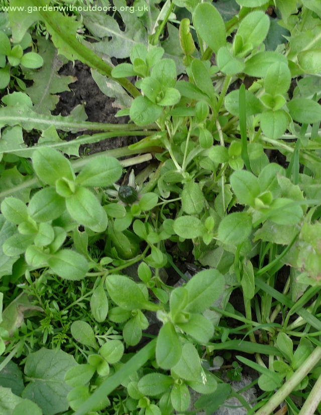 mouse-ear chickweed