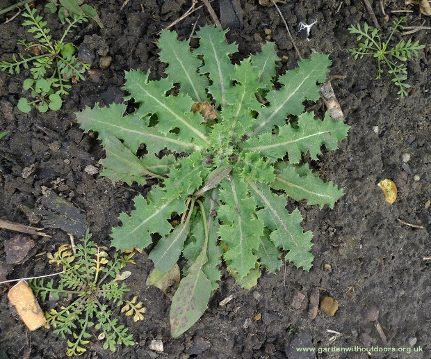 prickly sow thistle