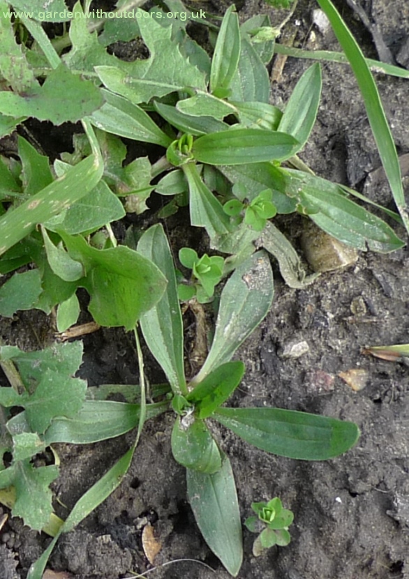 ribwort plantain