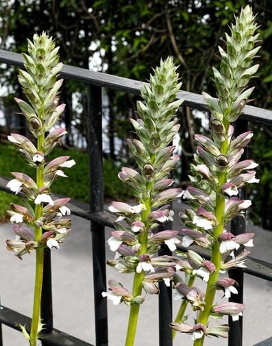 acanthus