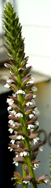 acanthus