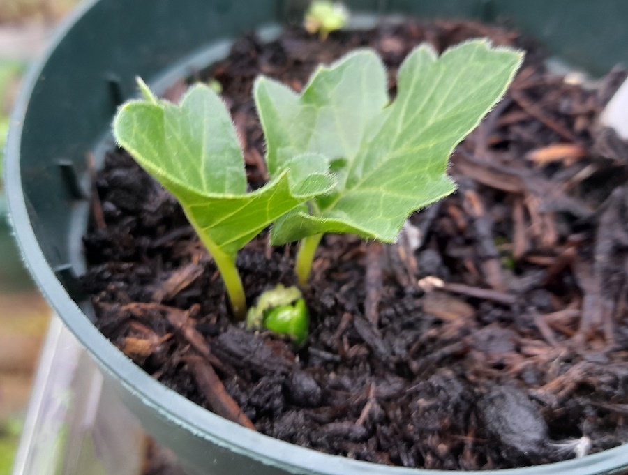 acanthus seedling
