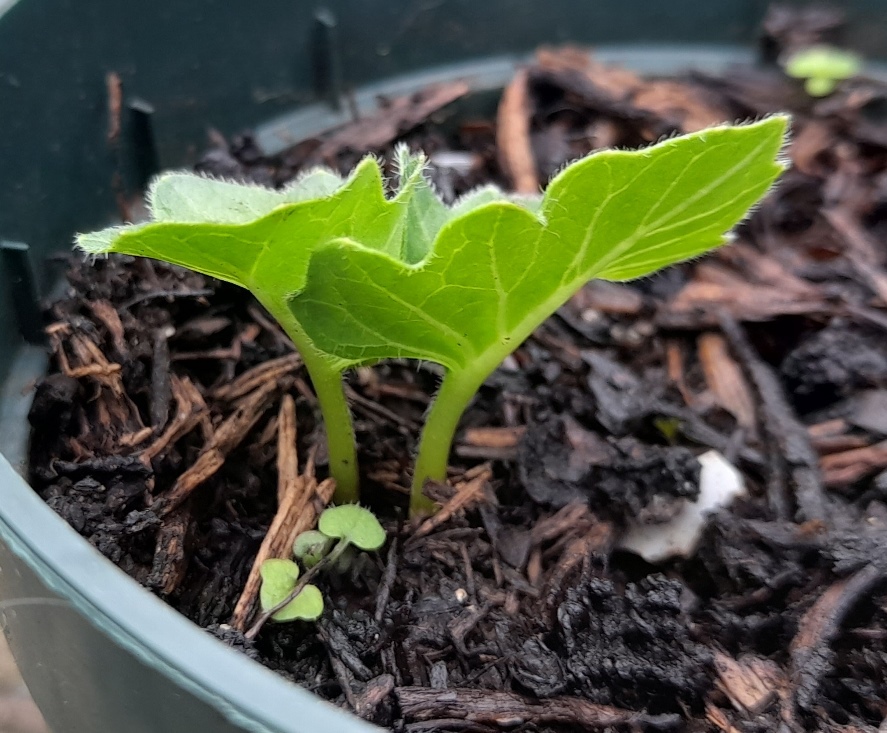 acanthus seedlings