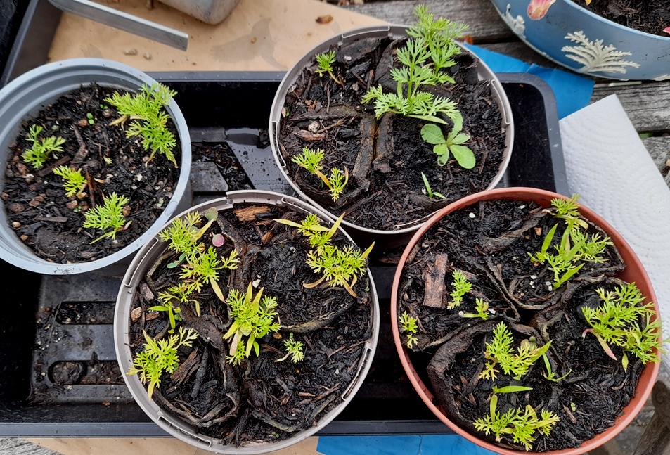 adonis pheasants eye 