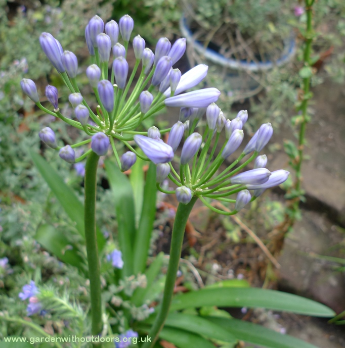 agapanthus